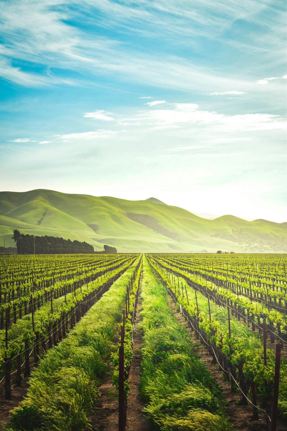 Neat rows of crops stretching towards green hills